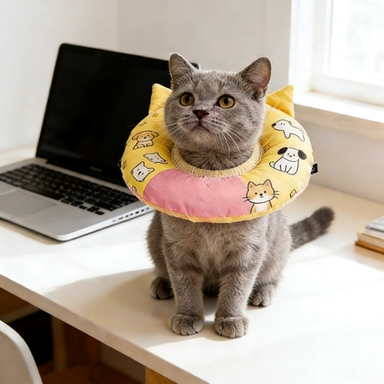 Pink & Yellow Two-Tone Elizabeth Collar