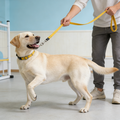 Basic Nylon Adjustable Dog Leash